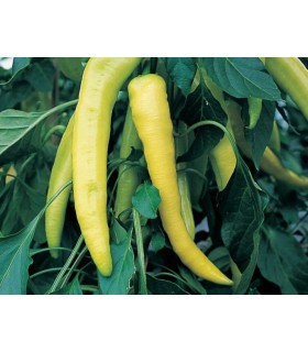 Pimiento dulce amarillo sweet banana