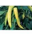 Yellow bell pepper sweet banana - untreated seeds