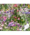 Beneficial Insect Flower Mix - Untreated Seeds