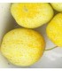 Pepino limón