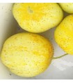 Pepino limón - semillas no tratadas