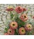 Zinnia Queen Red Lime