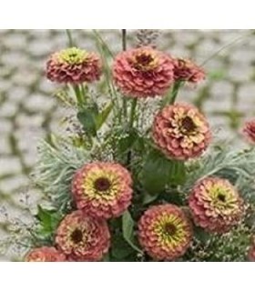 Zinnia Queen Red Lime