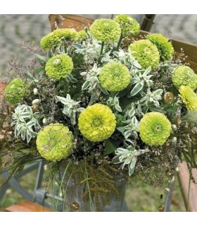 Zinnia Queen Lime