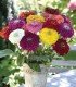 Zinnia Benary´s giant mixed