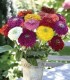 Zinnia Benary´s giant mixed