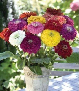 Zinnia Benary´s giant mixed
