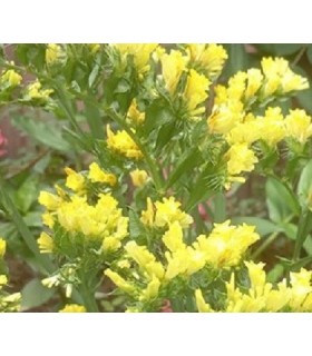 Statice Sunburst Yellow