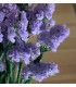 Statice sunburst pale blue
