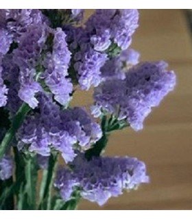 Statice sunburst pale blue