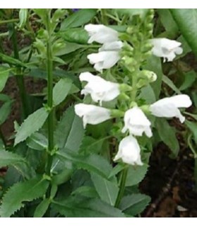 Salvia say so white