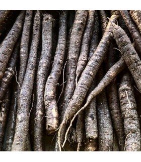 Scorzonera hispanica