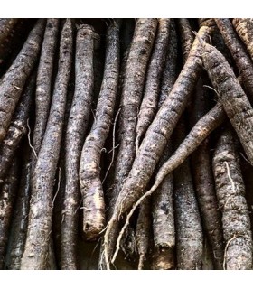 Scorzonera hispanica