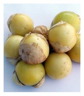 Tomatillo Amaryllis blanco