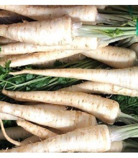 Perejil de raiz Halblange