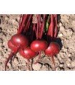 Detroit Bolivar 2 beet - untreated seeds