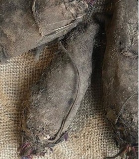 Remolacha crapaudine