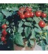 Tomate F1 Balconi Red