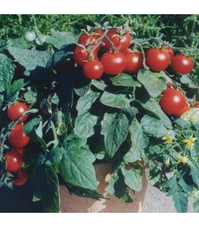 Tomate F1 Balconi Red