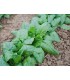 Espinaca gigante de invierno