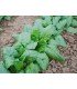 Espinaca gigante de invierno
