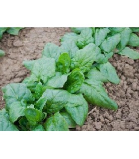 Espinaca gigante de invierno