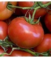 Tomato ACE 55 VF - untreated seeds