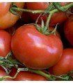 Tomate ACE 55 VF - semences non traitées