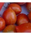 Tomate Brin de Muguet - graines non traitées