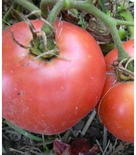 Tomate rosa de Berna