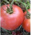 Berner rose tomato - untreated seeds