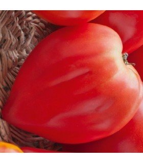 Tomate Petit Coeur de Boeuf