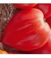 Tomato Petit Coeur de Boeuf - untreated seeds