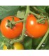 Tomate clementine