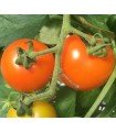 Clementine tomato - untreated seeds
