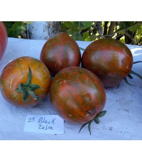 Tomate black zebra