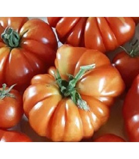 Tomate costoluto genoves