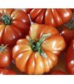Costoluto genoves tomato - untreated seeds