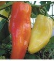 Aconcagua pepper - untreated seeds