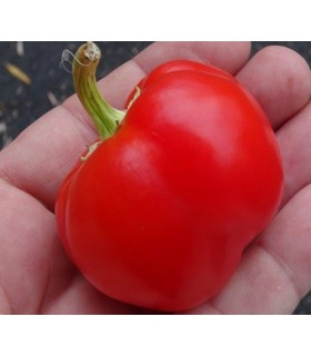 Pimiento bola de Turquia