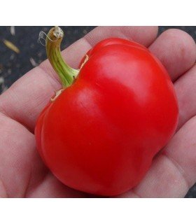 Pimiento bola de Turquia