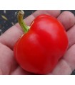 Satan's Kiss Pepper - untreated seeds