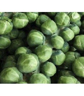 Col de Bruselas groninger