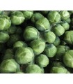 Brussels sprouts groninger - untreated seeds