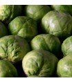 Idemar Brussels sprouts - untreated seeds