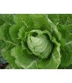 Cabbage bloemendaalse gele - untreated seeds