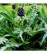 Alcachofa Violeta de Provenza (semillas no tratadas)