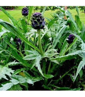 Alcachofa Violeta de Provenza (semillas no tratadas)