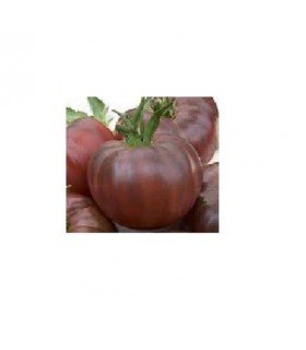 Tomate negro ruso - semillas no tratadas
