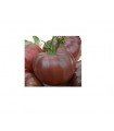 Russian black tomato - untreated seeds